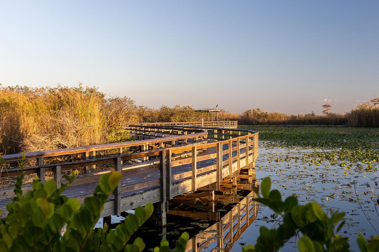 Anhinga Trail Boardwalk through the Everglades National Park, Florida, USA.