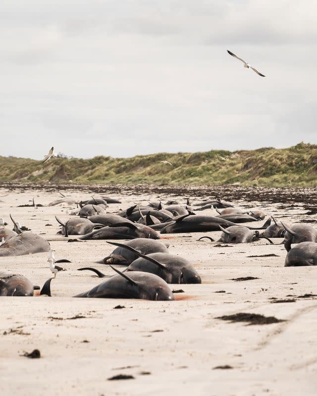 Whales are seen stranded on the beach in Chatham Islands