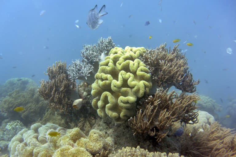 The 2,300-kilometre (1,400-mile) World Heritage-listed Great Barrier Reef suffered its most severe bleaching on record last year due to warming sea temperatures during March and April