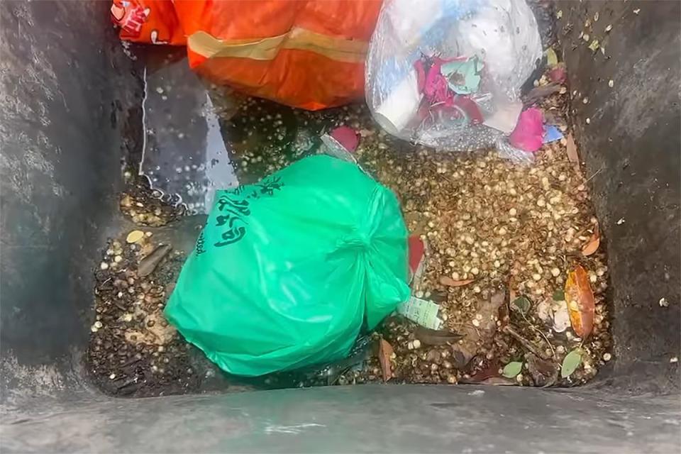 有清潔工友在垃圾桶一個綁實的膠袋內，發現5隻幼貓被遺棄。(「毛守救援」圖片)