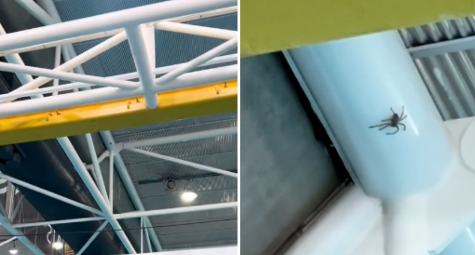 Roof of the AIS indoor pool, where athletes are training for the Olympics, showing a large huntsman on one of the beams.