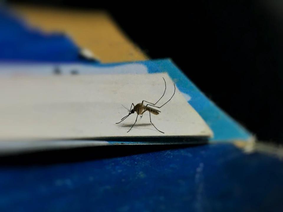 日本研究發現，突變讓部分蚊子獲得更高的抗藥性。（示意圖，Unsplash）