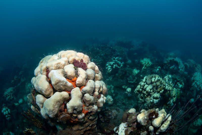 A bleaching event causes discoloring as it affects an entire field of boulder star corals (Orbicella annularis) off the coast of St Thomas in the U.S. Virgin Islands