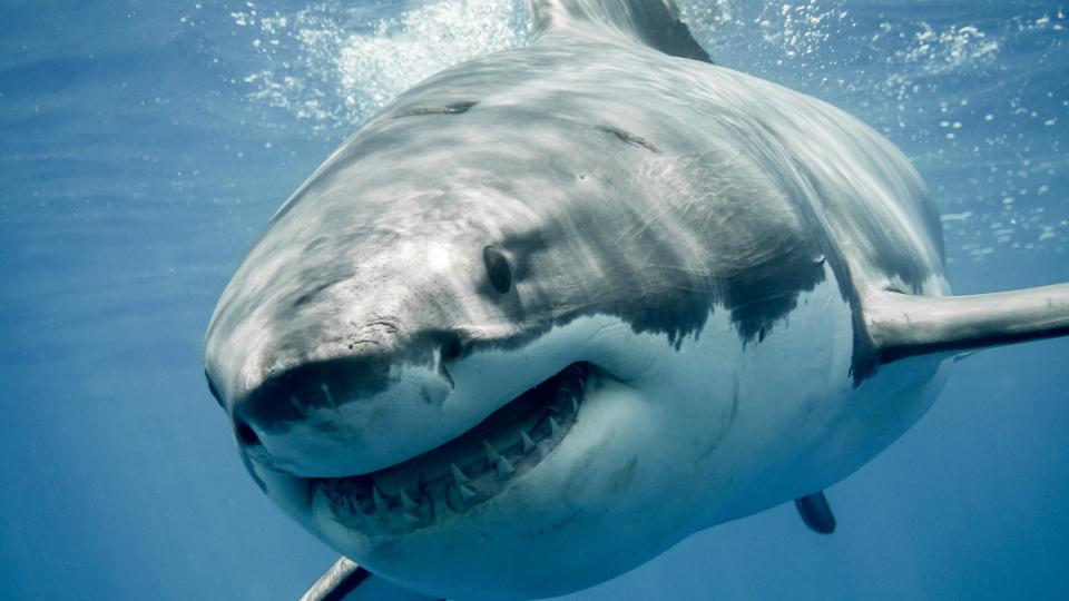 A grinning great white shark seen from the front swims up close.