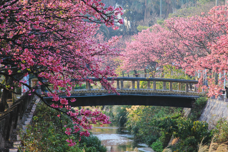 Skyscanner: Canadians are booking this Japanese city for a popular trip in March (Getty Images)