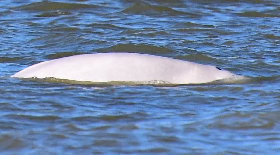 The beluga whale was first spotted in the Thames at the end of September: PA