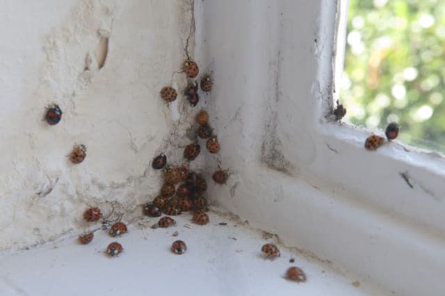 Harlequin ladybird (Harmonia axyridis) exiting hibernation site in window reveal, Hampshire, UK, April 2009