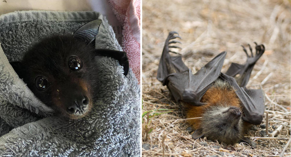 Dale, the bat on the left, was caught on a fence and was distressed as dogs looked on, the Currumbin Wildlife Hospital Foundation said. Right, a bat can be seen lifeless on the ground. Source: Facebook/ Currumbin Wildlife Hospital Foundation & Bats QLD