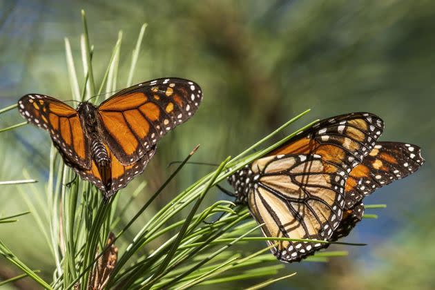 Monarch butterflies land on branches at Monarch Grove Sanctuary in Pacific Grove, Calif. on Nov. 10, 2021. (Photo: AP Photo/Nic Coury, File)