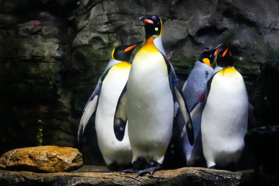 Larry "King" is front and center among the king penguins in the Bird House at the Cincinnati Zoo & Botanical Garden, recently named one of the best zoos in the U.S.