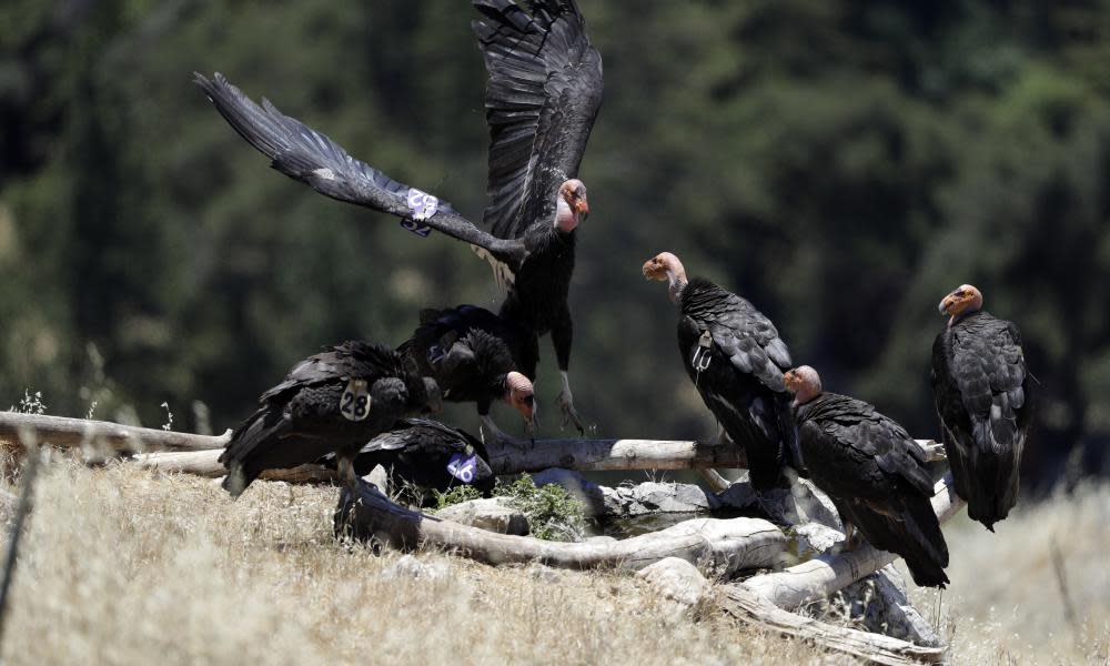 <span>Photograph: Marcio José Sánchez/AP</span>