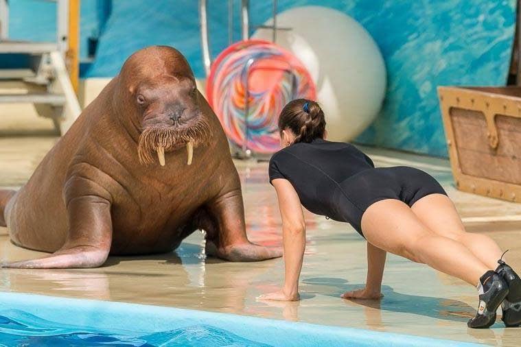 Nyusha the Walrus at Russian aquarium