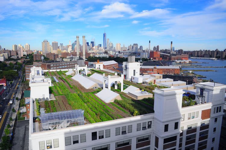 Brooklyn Grange Rooftop Farm