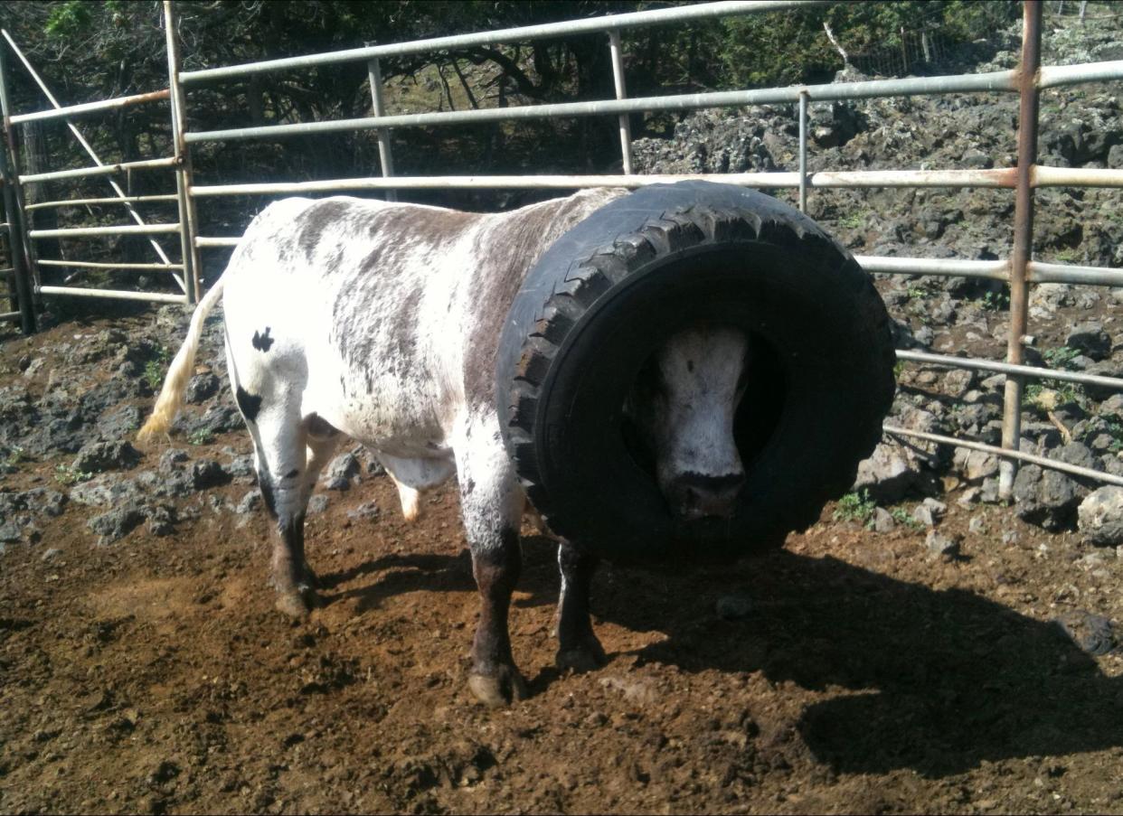 Skywalker, a rodeo bull in Hawaii, could not eat or drink while a 50-pound tire was stuck around his head. A ranch hand was able to pry it off after Skywalker exhausted himself, allowing the worker to get near the cranky animal. 