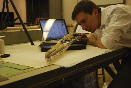 Dr. Daniel Ksepka, Curator of Science at the Bruce Museum in Greenwich, Connecticut, studies the skull of Pelagornis sandersi, the world's largest-ever flying bird in this undated handout photo provided by Bruce Museum July 7, 2014. REUTERS/Dr. Ksepka/Bruce Museum