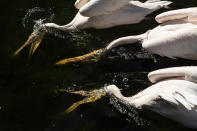 <p>Pelikane gehen im Dreiergespann in den Tauchgang über. Bei ihrer Suche nach Futter im Teich des St. James’s Park entstand dieses Bild von Fotograf Dan Kitwood. (Bild: Dan Kitwood/Getty Images) </p>