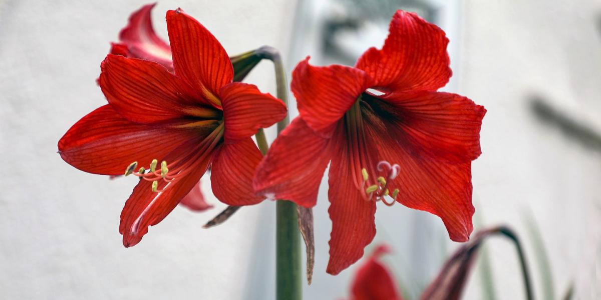 Photo of the bloom of Amaryllis (Hippeastrum 'Pink Flush') posted
