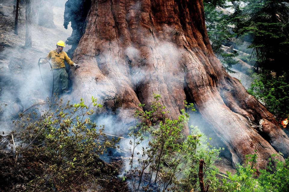 A firefighter protects a sequoia tree as the Washburn Fire burns in Mariposa Grove of Giant Sequoias in Yosemite National Park, Calif., on Friday, July 8, 2022.