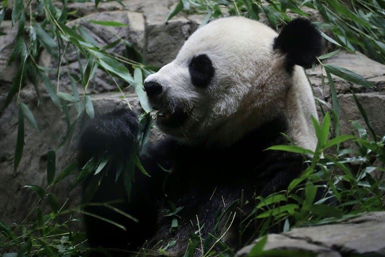 La femelle panda Mei Xiang dans son enclos du zoo de Washington le 22 août 2016
 - ALEX WONG © 2019 AFP