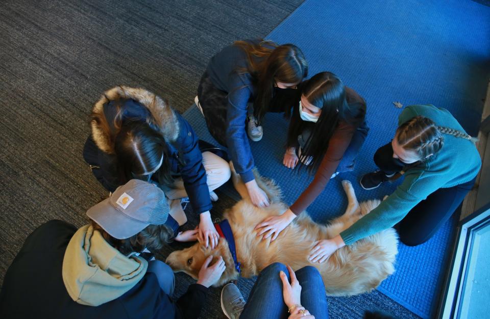 Ferris, a golden retriever from The Blue Water Therapy Dog Club lays down as students gather around him to pet him in the hallway at Port Huron Northern High School on Wednesday, Jan. 19, 2022.