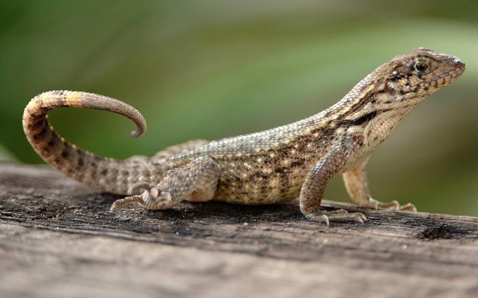 El lagarto de cola rizada septentrional se introdujo originalmente en Palm Beach en la década de 1950 y se ha ido extendiendo lentamente hacia el sur, según el investigador y profesor de biología Christopher Searcy, de la Universidad de Miami.