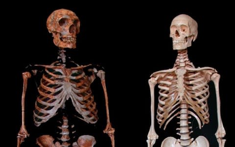 Neanderthal (left) and modern human skeleton. Neanderthals have commonly be considered to show high incidences of trauma compared to modern humans. - Credit: Ian Tattersall