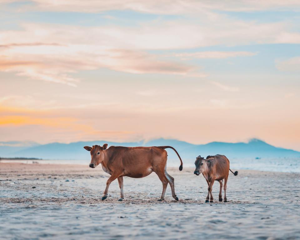 'Calf and mother' by @nateqpham (Vietnam)