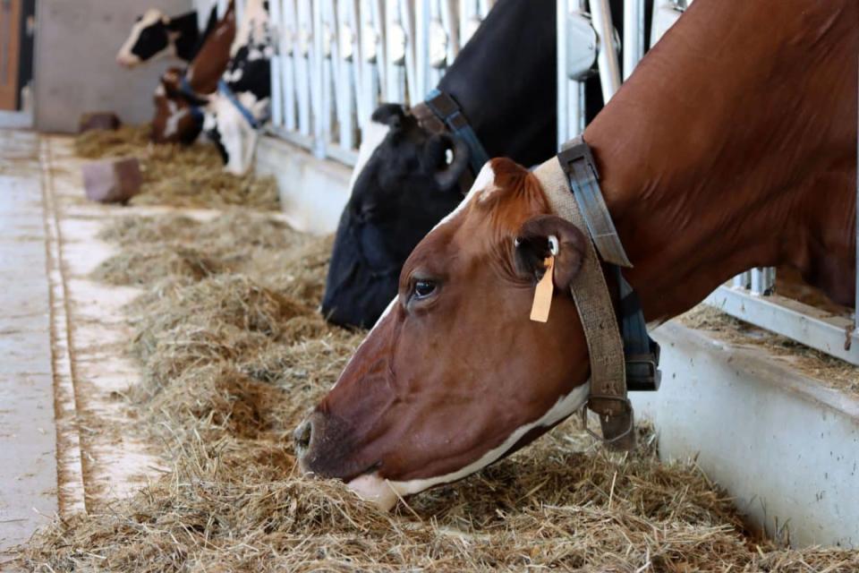 Cows are animals that can be affected by bird flu. Here, cows enjoy the feeding area in the Bristol County Agricultural High School dairy barn in Dighton.