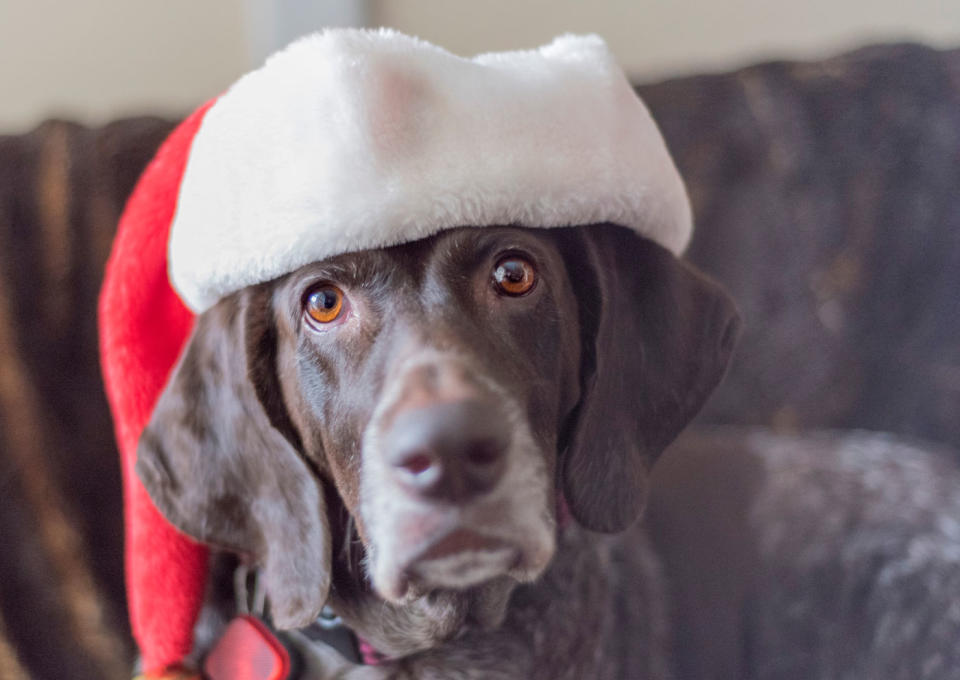 Southeast Queensland animal rescue Happy Tails is warning shoppers not to buy cheap dog treats ahead of the holidays because they could make their pets sick.