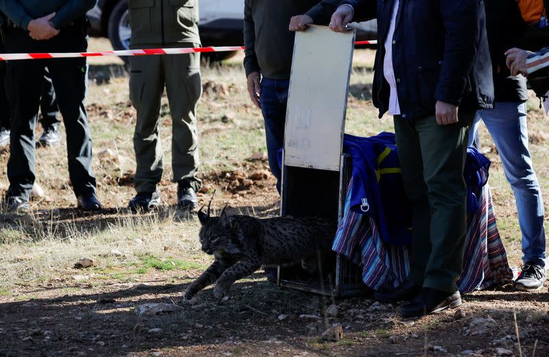 Un macho de lince ibérico, un felino en peligro de extinción, llamado Sotillo es liberado junto a otros cuatro linces, como parte del proyecto europeo 'Life LynxConnect' para recuperar esta especie en la sierra de Arana, en Iznalloz, cerca de Granada