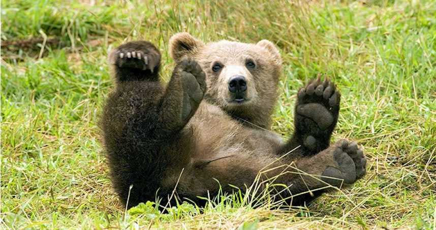 人為飼養的熊雖然較為溫馴，但仍可能獸性大發。（示意圖／翻攝自pixabay）