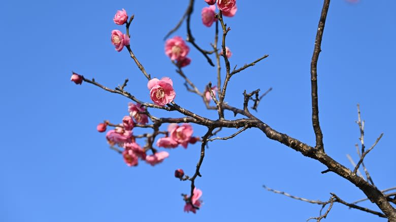 Umeboshi tree with pink blossoms