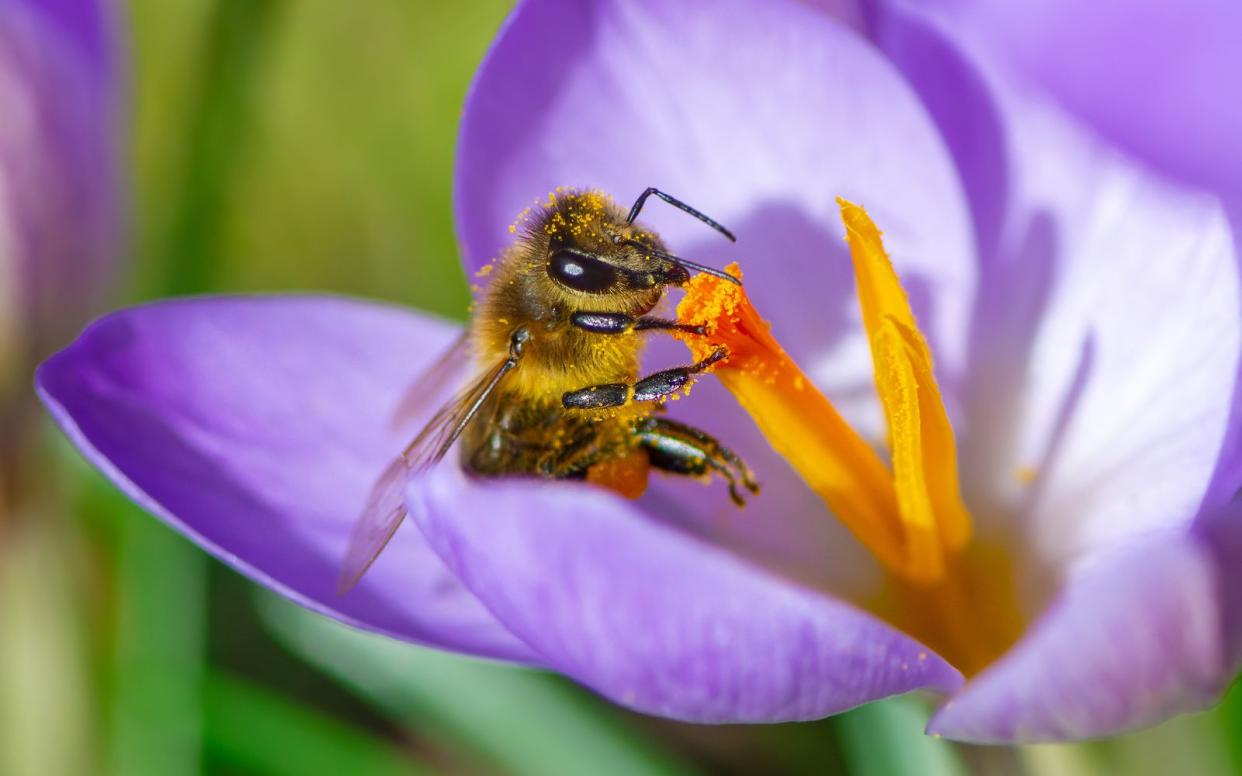 Beim Kauf von Krokus-Pflanzen sollte man auf Wildsorten achten. Die bieten Bienen reichlich Nektar und Pollen. (Bild: manfredxy)