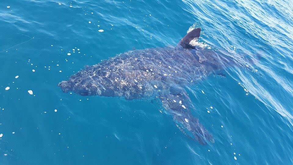 Jarryd Maddern snapped this incredible photo of his encounter with a five metre shark. Photo: J.Maddern