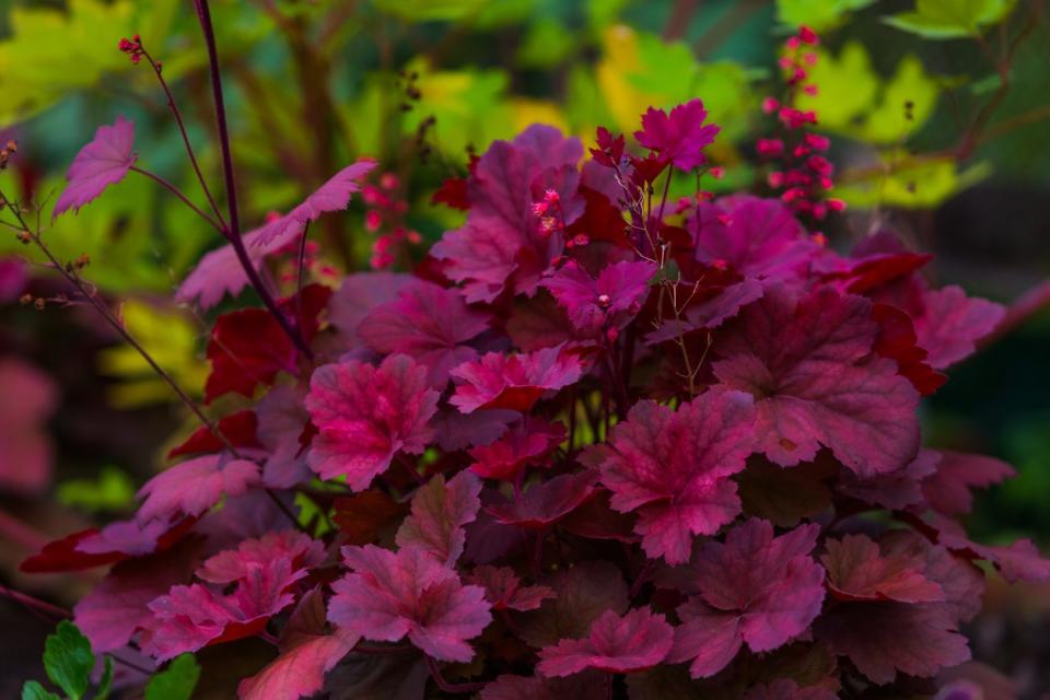 bright red leaves of coral bell plant with small sprouting flowers