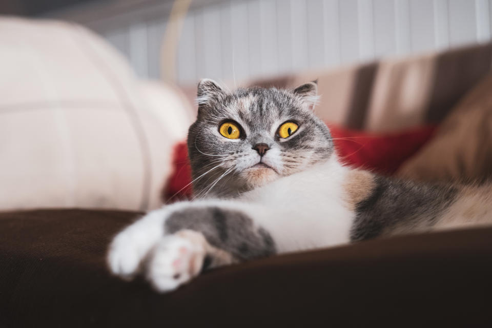 Cute scottish fold cat resting on the sofa .