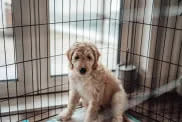 Dog at a boarding facility.