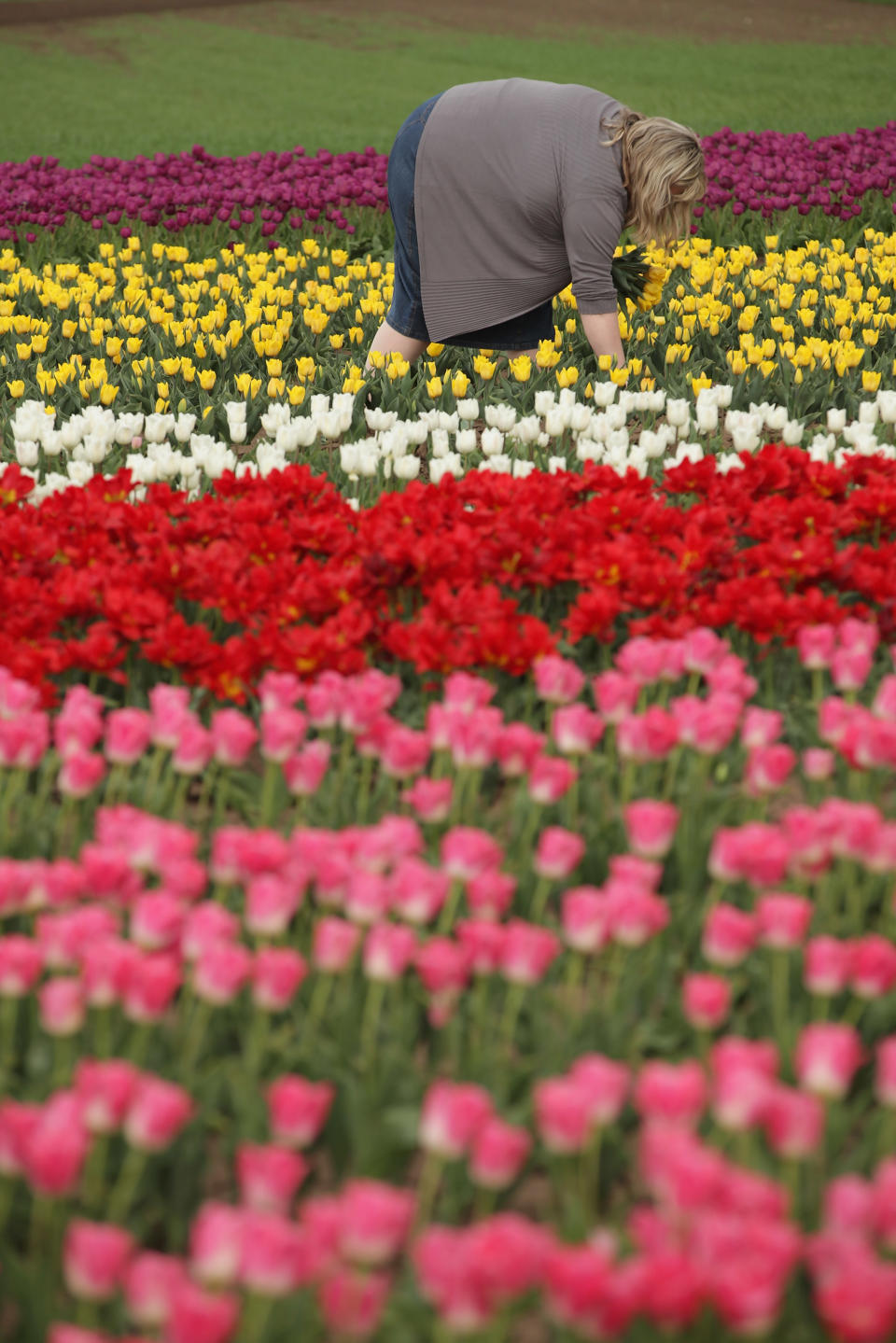 SCHWANEBERG, GERMANY - APRIL 27: A visitor plucks tulips from a self-service tulip field on April 27, 2012 near Schwaneberg, Germany. Spring weather is finally taking hold in Germany with temperatures expected to reach 28 degrees Celsius by the weekend. (Photo by Sean Gallup/Getty Images)