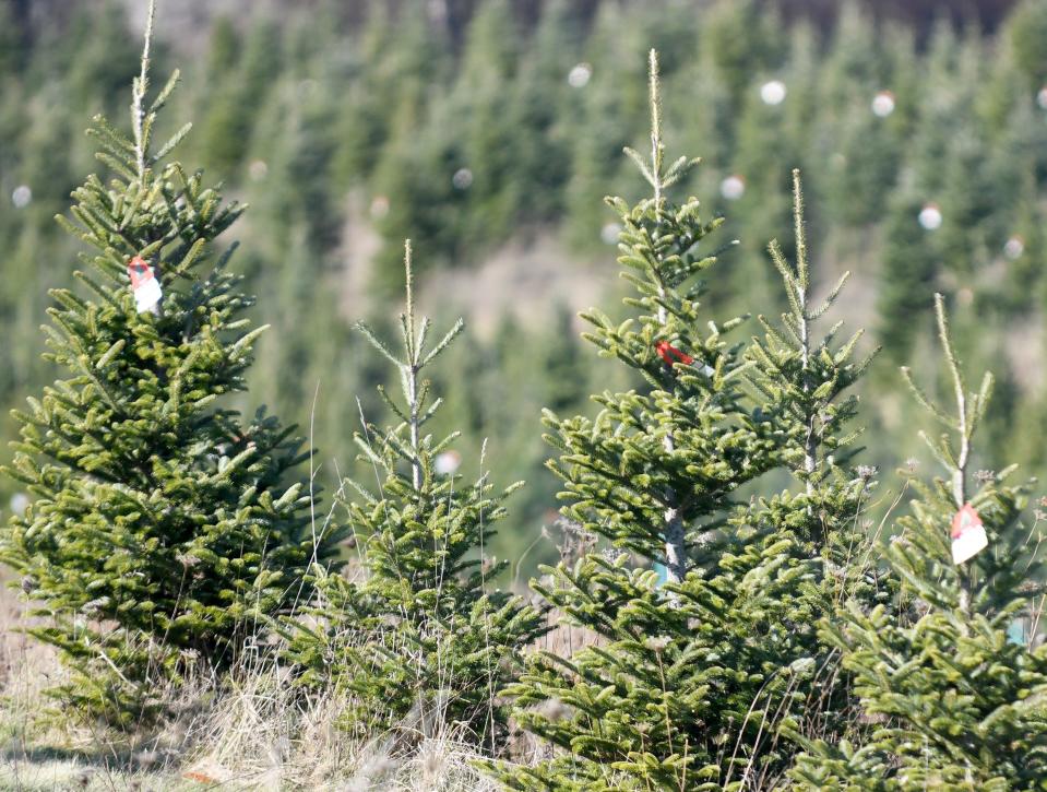 Trees await a home at Moore's Christmas Tree Farm in Marlboro Township.