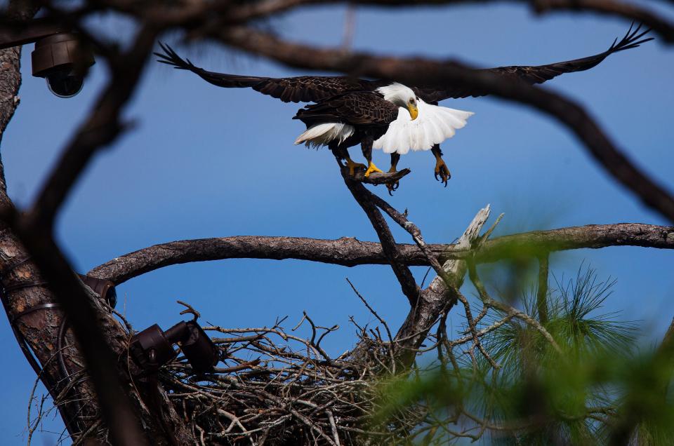 F234 and M15 from the Southwest Florida Eagle Cam at Dick Pritchett Realty in North Fort Myers switch places in the nest on Monday, Nov. 27, 2023. The bald eagle duo who are streamed live on the SWFL Eagle Cam are incubating two eggs and are in the process of becoming first time parents.