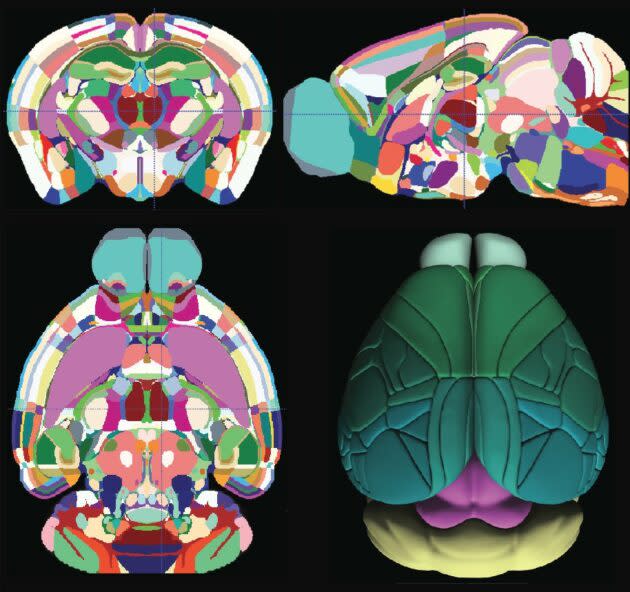 Mouse brain regions