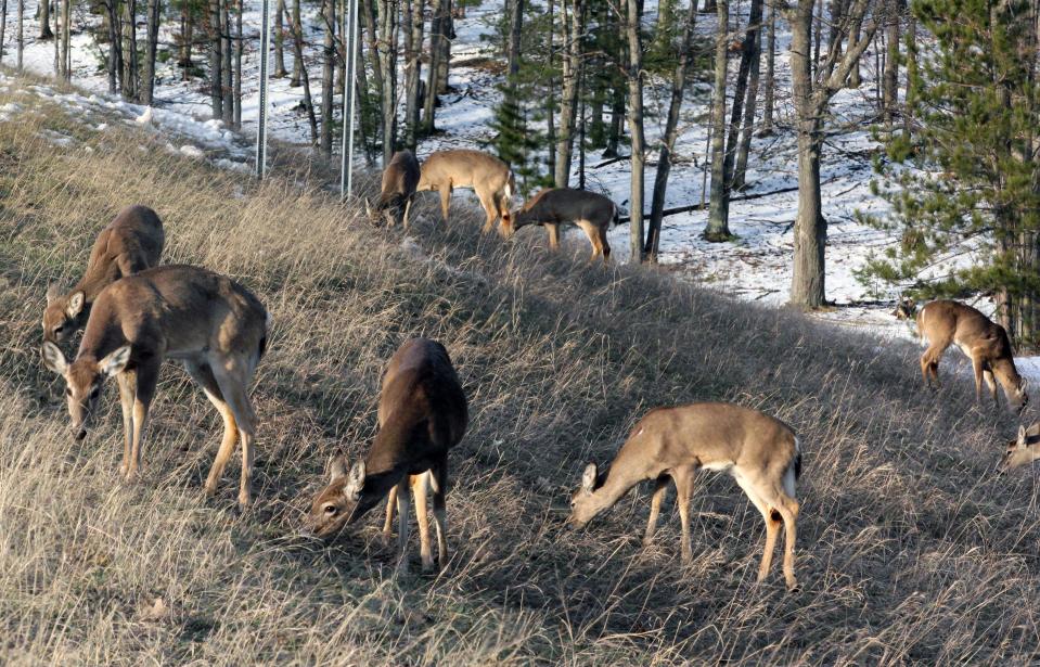 Deer feeding along a Michigan roadside in this April 2011 file photo.