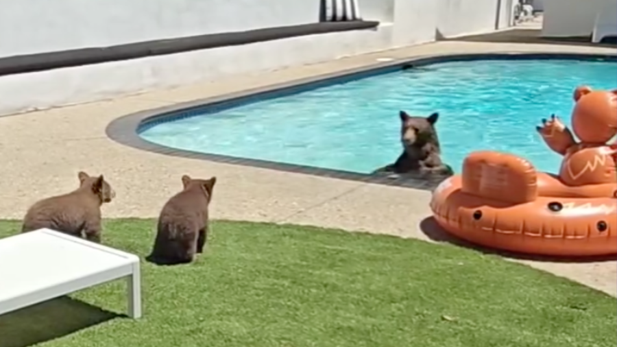 A momma bear and cubs were captured in the backyard of a Monrovia home on May 6, 2024.