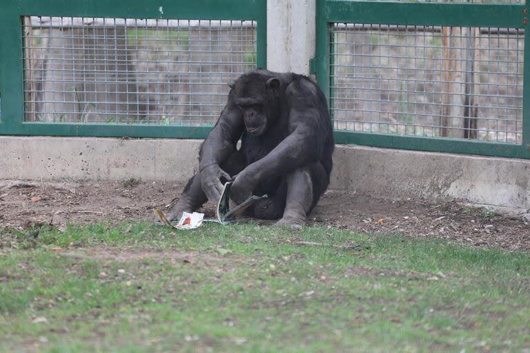 El chimpancé Toti espera en el zoológico de Bubalcó que se cumpla la sentencia que autoriza su derivación a un santuario 
