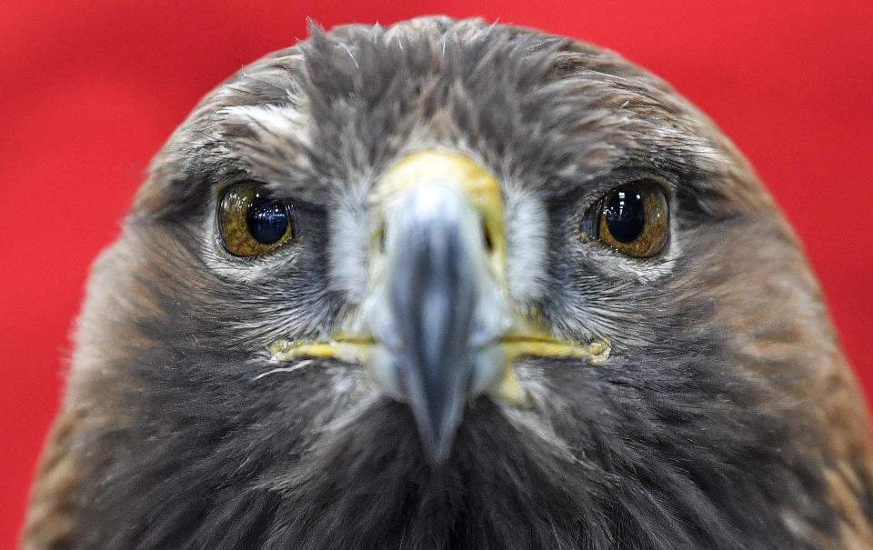 FILE - Golden eagle Inka looks to the visitors at the hunting fair in Dortmund, Germany, Tuesday, Jan. 28, 2020. A federal grand jury in Montana early Dec. 2023, has indicted two men accused of killing about 3,600 birds, including bald eagles and golden eagles, and selling them on the black market. (AP Photo/Martin Meissner, File)