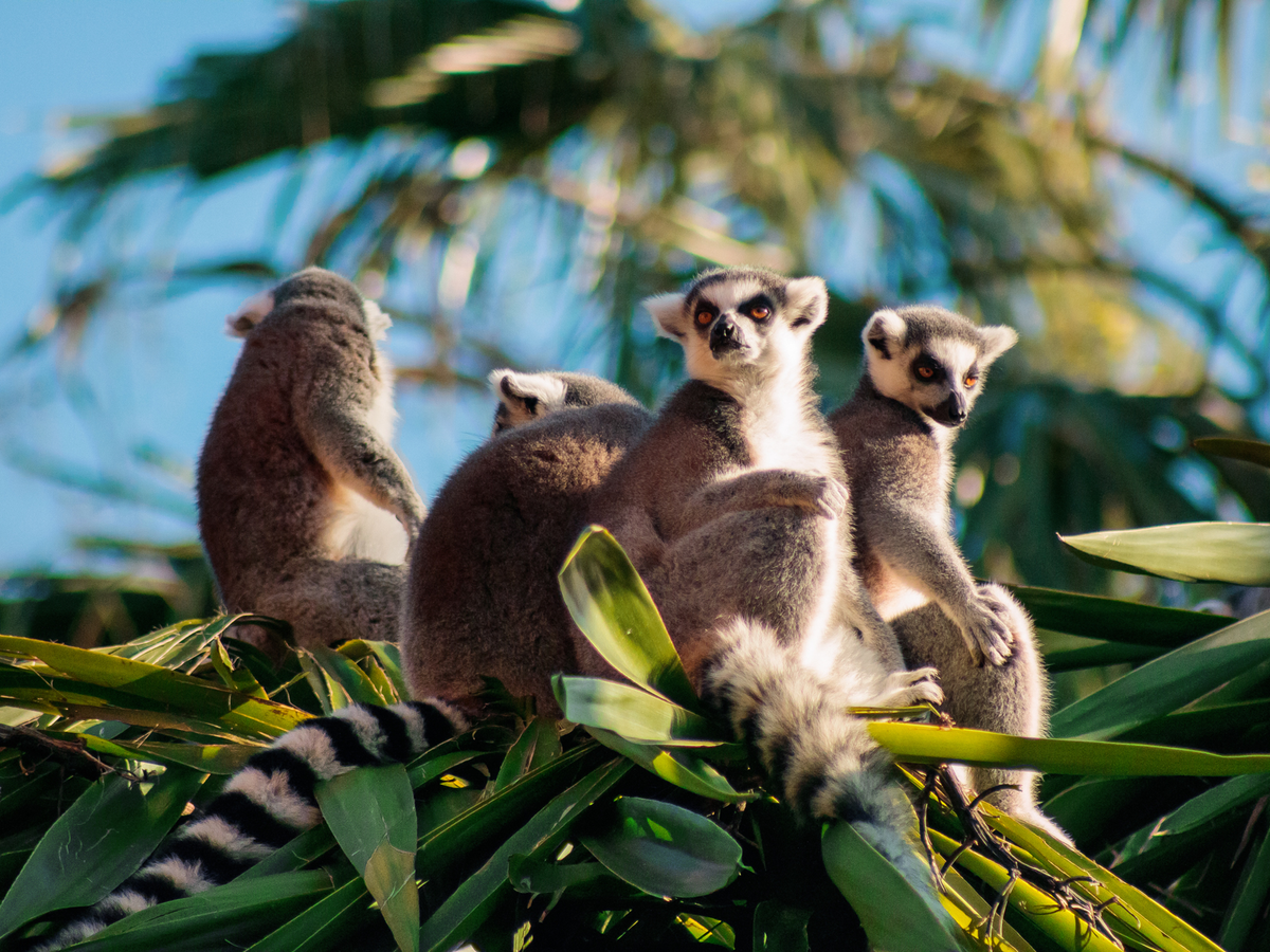 The lemurs, with their foxy faces and fluffy fur, may be the island’s biggest selling point (Getty Images/iStockphoto)