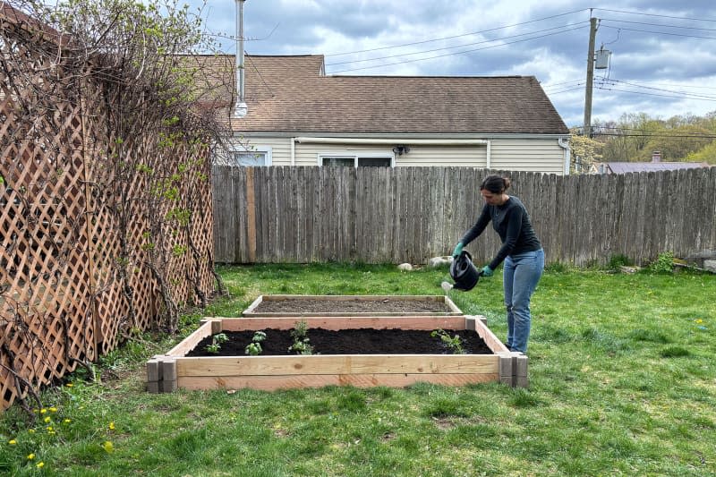 Gardener watering plants in newly built raised bed.