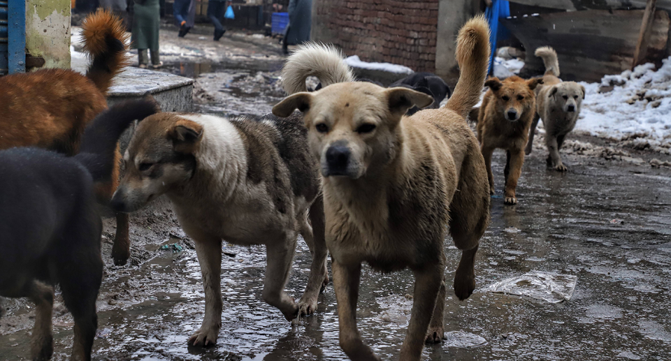 India is home to an estimated 35 million stray dogs. Source: Getty