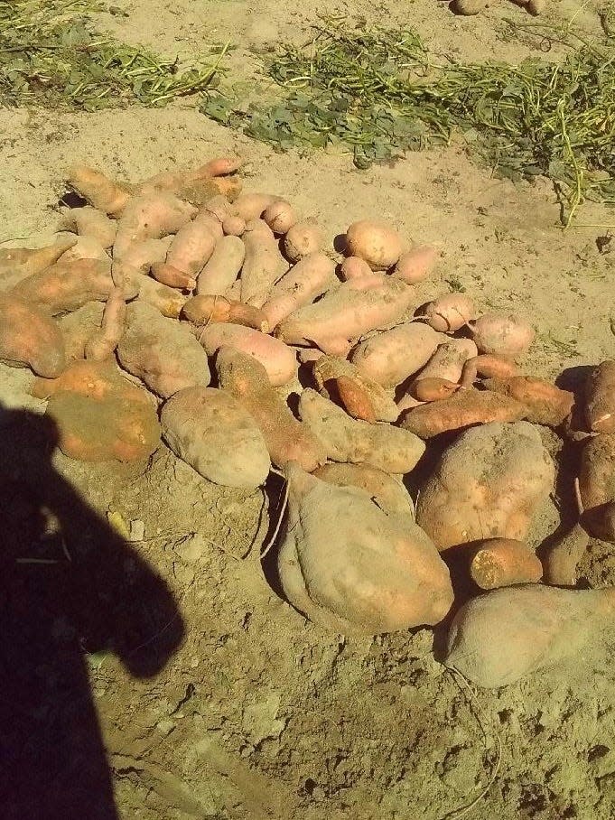 Georgia resident David Anderson's sweet potato harvest. The sweet potatoes weighed in at 207 pounds in mid-October 2023. Anderson is trying to create a record in the Guinness World Records archives for the most sweet potatoes harvested from one plant.