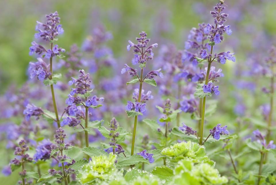 catmint, catnip